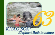 Khao Sok: Elephant Bath in nature